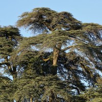 Vente Phillips 10 mai 2015